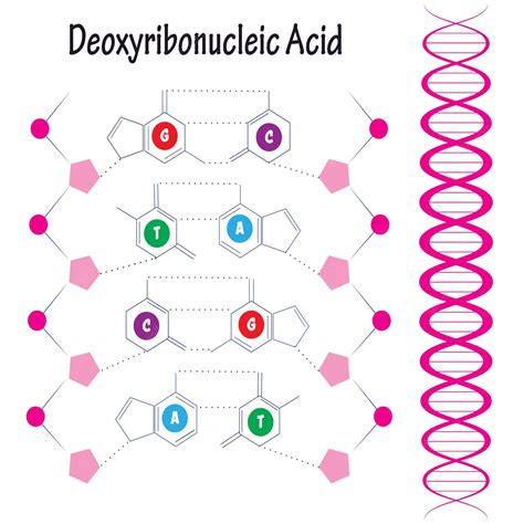 von lehman's principle of electron compression|The biologic synthesis of deoxyribonucleic acid .
